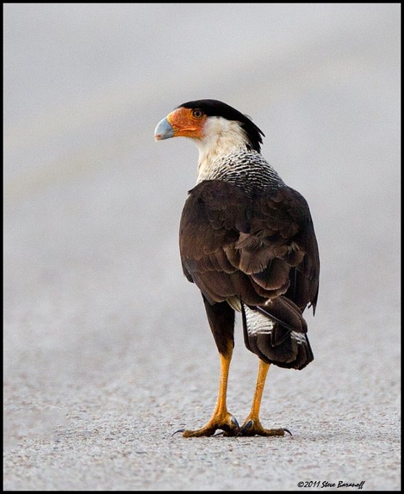 Raptors » Hawks, Falcons, and Kites » Falcons » Crested Caracara